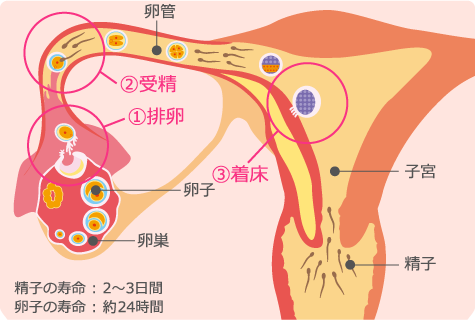 赤ちゃんが欲しい方へ お役立ち情報 株式会社ミズホメディー