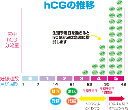 hCGの推移