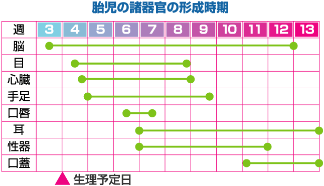 胎児の諸器官の形成時期