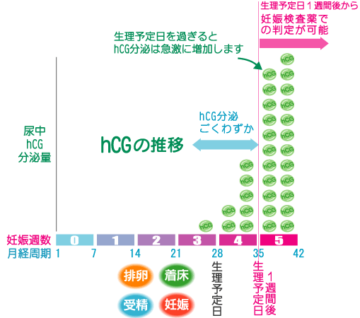 妊娠 検査 薬 反応 いつから